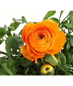 Ranunkel, Verschiedene Farben -Gartenbedarf Verkäufe 2024 8817355 PR DE 003 RanunkelnT11DehnerExpressHerzig