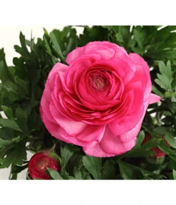 Ranunkel, Verschiedene Farben -Gartenbedarf Verkäufe 2024 8817355 PR DE 004 RanunkelnT11DehnerExpressHerzig