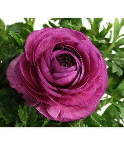 Ranunkel, Verschiedene Farben -Gartenbedarf Verkäufe 2024 8817355 PR DE 005 RanunkelnT11DehnerExpressHerzig