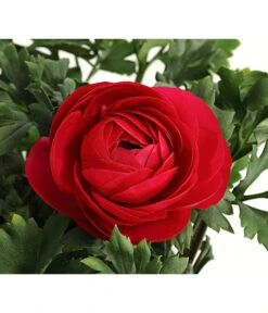 Ranunkel, Verschiedene Farben -Gartenbedarf Verkäufe 2024 8817355 PR DE 006 RanunkelnT11DehnerExpressHerzig