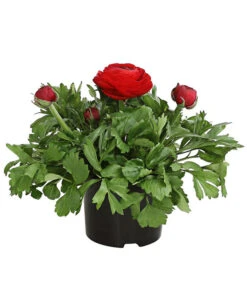 Ranunkel, Verschiedene Farben -Gartenbedarf Verkäufe 2024 8817355 PR FS 001 RanunkelnT11DehnerExpressHerzig