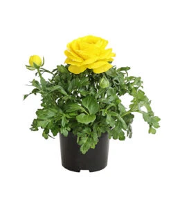 Ranunkel, Verschiedene Farben -Gartenbedarf Verkäufe 2024 8817355 PR FS 002 RanunkelnT11DehnerExpressHerzig