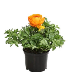 Ranunkel, Verschiedene Farben -Gartenbedarf Verkäufe 2024 8817355 PR FS 003 RanunkelnT11DehnerExpressHerzig