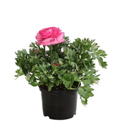 Ranunkel, Verschiedene Farben -Gartenbedarf Verkäufe 2024 8817355 PR FS 004 RanunkelnT11DehnerExpressHerzig