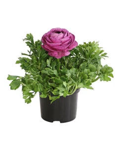 Ranunkel, Verschiedene Farben -Gartenbedarf Verkäufe 2024 8817355 PR FS 005 RanunkelnT11DehnerExpressHerzig