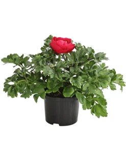 Ranunkel, Verschiedene Farben -Gartenbedarf Verkäufe 2024 8817355 PR FS 006 RanunkelnT11DehnerExpressHerzig