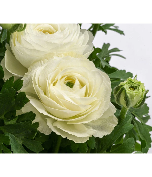 Beet- & Balkonpflanzen-Set Weißer Frühling, 6-teilig 9 Beet- & Balkonpflanzen-Set Weißer Frühling, 6-teilig – Bild 7