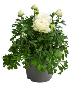 Beet- & Balkonpflanzen-Set Weißer Frühling, 6-teilig 11 Beet- & Balkonpflanzen-Set Weißer Frühling, 6-teilig -Gartenbedarf Verkäufe 2024 8817355 WE FS 001 RanunkelnT11Weiss