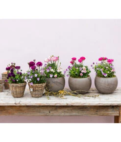 Pflanzen-Trio Frühjahr In Pastell -Gartenbedarf Verkäufe 2024 8817355 WE MO 001 FruejahrTrioMixies