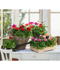 Ranunkel, Verschiedene Farben -Gartenbedarf Verkäufe 2024 8817355 WE MO 001 Ranunkeln