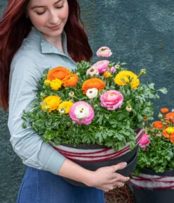 Ranunkel, Verschiedene Farben -Gartenbedarf Verkäufe 2024 8817355 WE MO 002 Ranunkeln