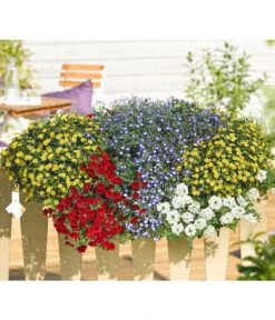 Männertreu 'Blue Eye' -Gartenbedarf Verkäufe 2024 8817587 WE MO 001 SanvitaliaVerbenaPetuniaLobeliaMaennertreuRennerPrintMediaDehner