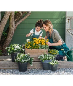 Goldmarie 'Golden Empire' -Gartenbedarf Verkäufe 2024 8818007 8826042 8597007 8585796 3711652 8820748 8823155 8823965 8810038 WE MO 001 SolanumBidensGelbWeiss