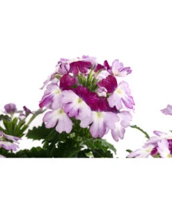 Eisenkraut 'Knutschfleck', Verschiedene Sorten -Gartenbedarf Verkäufe 2024 8818445 WE DE 001 VerbeneKnutschfleckT12