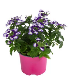 Eisenkraut 'Knutschfleck', Verschiedene Sorten -Gartenbedarf Verkäufe 2024 8818445 WE FS 002 VerbeneKnutschfleckT12