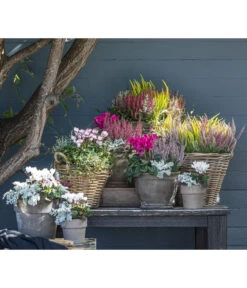 Mueca - Gitterkraut Und Mühlenbeckia 13 Mueca - Gitterkraut Und Mühlenbeckia -Gartenbedarf Verkäufe 2024 8819260 WE MO 001 Herbstmix