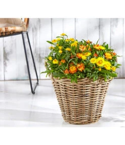 XXL Strohblume 7 XXL Strohblume -Gartenbedarf Verkäufe 2024 8819765 PR MO 004 BracteanthaT12BL18UveSauer