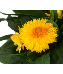 XXL Strohblume 9 XXL Strohblume -Gartenbedarf Verkäufe 2024 8819765 WE DE 002 Strohblume