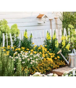 XXL Strohblume 8 XXL Strohblume -Gartenbedarf Verkäufe 2024 8819765 WE MO 004 StrohblumeT12