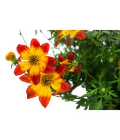 Goldmarie Im Pottburri®-Topf 5 Goldmarie Im Pottburri®-Topf -Gartenbedarf Verkäufe 2024 8820722 WE DE 001 GoldmariePotburriT13