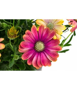 Kapkörbchen Im Pottburri®-Topf, Verschiedene Sorten 11 Kapkörbchen Im Pottburri®-Topf, Verschiedene Sorten -Gartenbedarf Verkäufe 2024 8820763 WE DE 001 KapkoerbchenMixT13