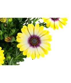 Kapkörbchen Im Pottburri®-Topf, Verschiedene Sorten 12 Kapkörbchen Im Pottburri®-Topf, Verschiedene Sorten -Gartenbedarf Verkäufe 2024 8820763 WE DE 002 KapkoerbchenMixT13