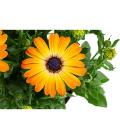 Kapkörbchen Im Pottburri®-Topf, Verschiedene Sorten 13 Kapkörbchen Im Pottburri®-Topf, Verschiedene Sorten -Gartenbedarf Verkäufe 2024 8820763 WE DE 003 KapkoerbchenMixT13