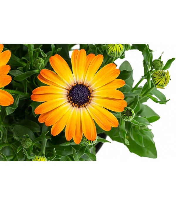 Kapkörbchen Im Pottburri®-Topf, Verschiedene Sorten 8 Kapkörbchen Im Pottburri®-Topf, Verschiedene Sorten – Bild 6