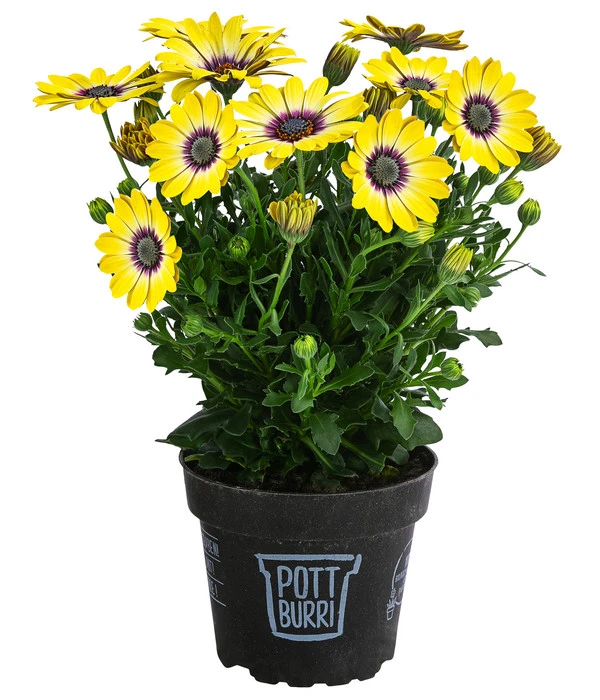 Kapkörbchen Im Pottburri®-Topf, Verschiedene Sorten 4 Kapkörbchen Im Pottburri®-Topf, Verschiedene Sorten – Bild 2