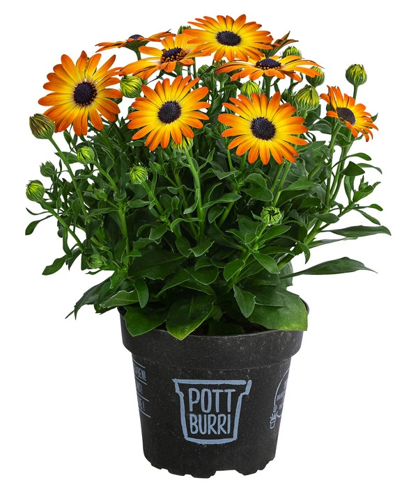 Kapkörbchen Im Pottburri®-Topf, Verschiedene Sorten 5 Kapkörbchen Im Pottburri®-Topf, Verschiedene Sorten – Bild 3