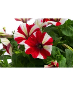 Petunie Im Pottburri®-Topf, Verschiedene Sorten 11 Petunie Im Pottburri®-Topf, Verschiedene Sorten -Gartenbedarf Verkäufe 2024 8820789 WE DE 001 PetunieT13