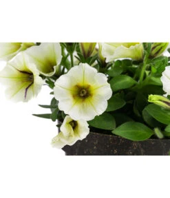 Petunie Im Pottburri®-Topf, Verschiedene Sorten 12 Petunie Im Pottburri®-Topf, Verschiedene Sorten -Gartenbedarf Verkäufe 2024 8820789 WE DE 002 PetunieT13
