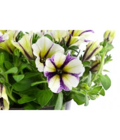 Petunie Im Pottburri®-Topf, Verschiedene Sorten 13 Petunie Im Pottburri®-Topf, Verschiedene Sorten -Gartenbedarf Verkäufe 2024 8820789 WE DE 003 PetunieT13