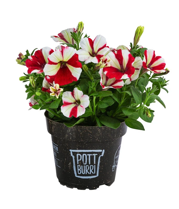 Petunie Im Pottburri®-Topf, Verschiedene Sorten 3 Petunie Im Pottburri®-Topf, Verschiedene Sorten