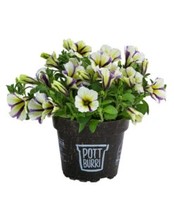 Petunie Im Pottburri®-Topf, Verschiedene Sorten 10 Petunie Im Pottburri®-Topf, Verschiedene Sorten -Gartenbedarf Verkäufe 2024 8820789 WE FS 003 PetunieT13