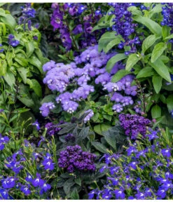 Leberbalsam -Gartenbedarf Verkäufe 2024 8820839 WE MO 002 AgeratumLeberbalsamLobeliaMaennertreuLucknerJuni2015