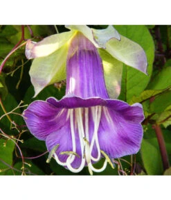 Glockenrebe -Gartenbedarf Verkäufe 2024 8821969 DE 001 CobaeaScandensPixabay