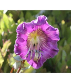 Glockenrebe -Gartenbedarf Verkäufe 2024 8821969 DE 002 CobaeaScandensPixabay