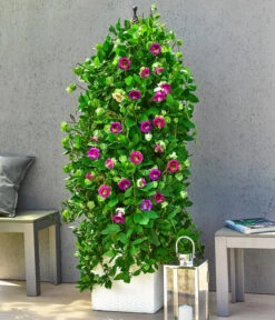 Glockenrebe -Gartenbedarf Verkäufe 2024 8821969 WE MO 003 GlockenrebeCobaeaScandensT13