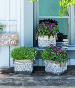 Mauer-Schleierkraut 10 Mauer-Schleierkraut -Gartenbedarf Verkäufe 2024 8822231 WE MO 001 GypsophilaMuralisSchleierkrautGomphrenaKugelmaranth 1