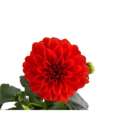 Zwergdahlie, Verschiedene Farben -Gartenbedarf Verkäufe 2024 8822397 WE DE 001 ZwergdahlienT13