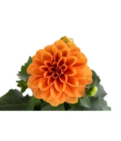 Zwergdahlie, Verschiedene Farben -Gartenbedarf Verkäufe 2024 8822397 WE DE 003 ZwergdahlienT13