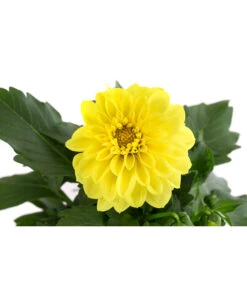 Zwergdahlie, Verschiedene Farben -Gartenbedarf Verkäufe 2024 8822397 WE DE 004 ZwergdahlienT13