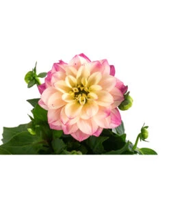 Zwergdahlie, Verschiedene Farben -Gartenbedarf Verkäufe 2024 8822397 WE DE 005 ZwergdahlienT13