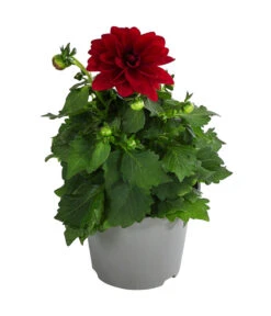 Zwergdahlie, Verschiedene Farben -Gartenbedarf Verkäufe 2024 8822397 WE FS 002 ZwergdahlienT13