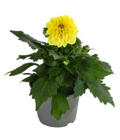 Zwergdahlie, Verschiedene Farben -Gartenbedarf Verkäufe 2024 8822397 WE FS 004 ZwergdahlienT13