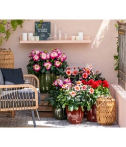 Zwergdahlie, Verschiedene Farben -Gartenbedarf Verkäufe 2024 8822397 WE MO 001 ZwergDahlie