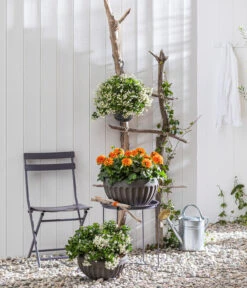 Zwergdahlie, Verschiedene Farben -Gartenbedarf Verkäufe 2024 8822397 WE MO 001 ZwergdahlieT13