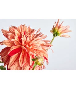 Dehner Premium Dahlie 15 Dehner Premium Dahlie -Gartenbedarf Verkäufe 2024 8822462 PR DE 001 DahliaHybridePremiumT25DehnerExpressZS