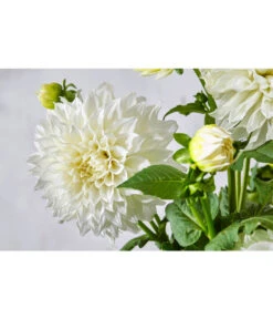 Dehner Premium Dahlie 13 Dehner Premium Dahlie -Gartenbedarf Verkäufe 2024 8822462 PR DE 057 DahlienPremiumT26UveSauer